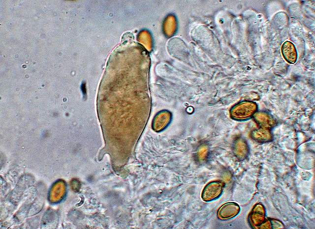 Agrocybe sororia s.l.